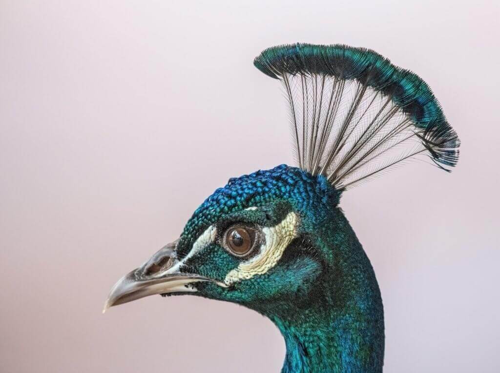 Color Crush: Peacock